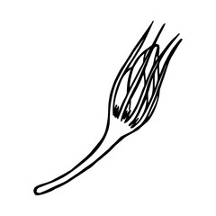 EUSTOMA BUDS IN THE VECTOR