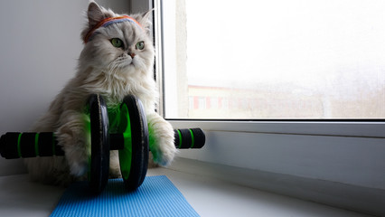 white cat goes in for sports on the track