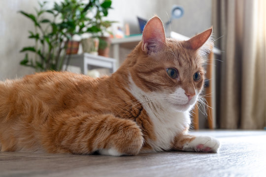 Sad red-haired house cat lies on the floor of a natural tree in a living room in the apartment and looks in front of him. Horizontal orientation, blurred background, skill focus.