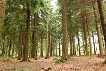 Green Spruce Trees in a Forest