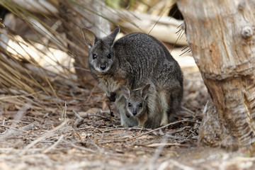 Wallaby mit Jungtier im Beutel im Unterholz