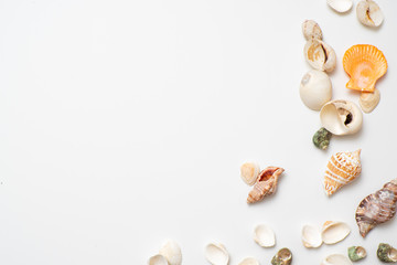 Different seashells on a white background , the concept of holidays by the sea.