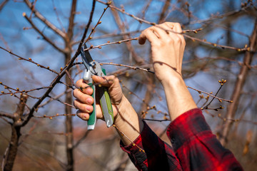 Pruning and cutting branches on fruit tree - spring work