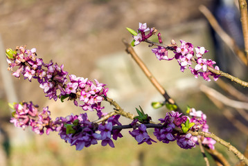 The first spring flowers on trees and shrubs, blooming buds, partial blur, awakening of nature