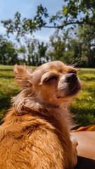 Portrait Hund Chihuahua genießt die Sonne im Garten