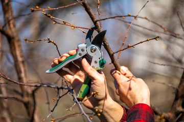 Pruning and cutting branches on fruit tree - spring work - obrazy, fototapety, plakaty