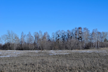 Birds' nests on birches. Snow in the field. Spring.