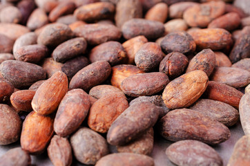 Roasted cocoa beans