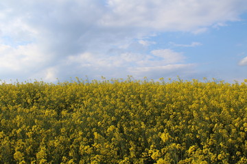 Beautiful yellow flowers of great color and great aroma