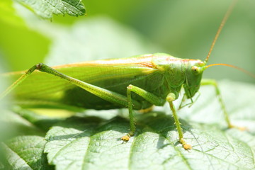 Green grasshopper sitting on the leaves