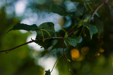 autumn leaves on a tree