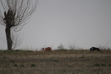 Stunning Photos of dogs spaniards hunting the hare in open field