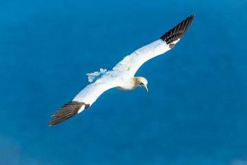 Gannet, Northern Gannet (Scientific name: Morus Bassanus)  flying above the blue sea at Bempton Cliffs, North Yorkshire.  Wide wingspan and head raised.  Horizontal.  Space for copy.