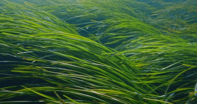 Green grass and sea, Mediterranean sea, France.