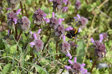 A large hairy black bumblebee with orange stripes on bright pink flowering grass.
