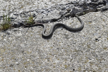 A small gray snake crawls on a concrete slab.