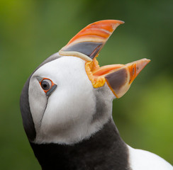 Puffin With Beak Open Warning Other Puffins With A Threat Pose. Taken at Skomer Island UK