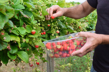 man picking strawberries in organic garden