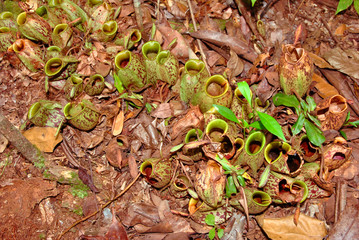 close up of tropical pitcher plants
