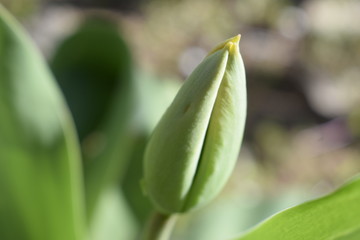 Green, unblown tulip. Spring Flower.