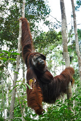 an alpha male of wild orangutan climbing in a tree canopy © chandra