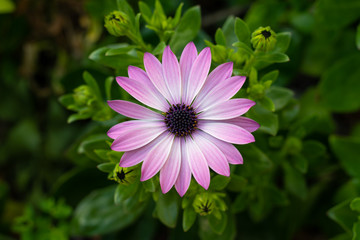 African daisies (Osteospermum) white and pink blossom top view
