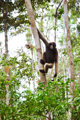 a bornean white-bearded gibbon hanging on a tree canopy