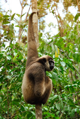a bornean white-bearded gibbon hanging on a tree canopy