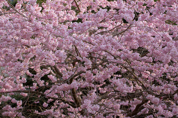 Blossoms of a ornamental cherry tree, floral background, Prunus serrulata