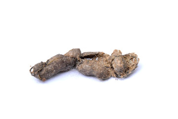 Cat hairball shape . Cat vomit hairball after eating grass