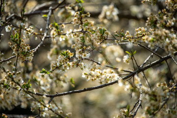 BLÜHENDER OBSTBAUM . KRIECHEN . KRIECHERL . Prunus insititia