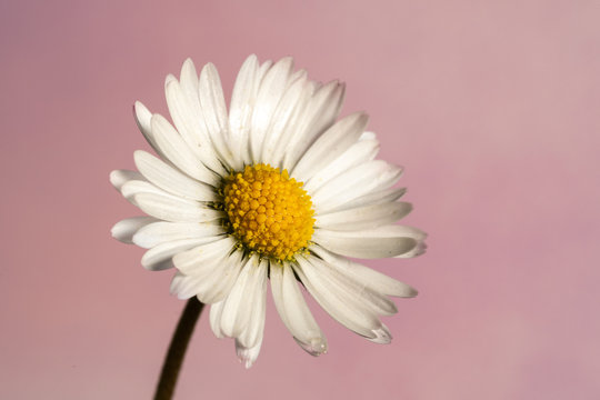 macro shot of a daisy on pale pink background