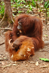a female orangutan plays with her juvenille