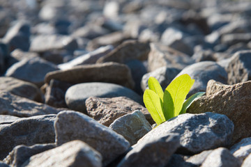 The green plant breaks through and grows on the rocks. Concept. Recovery, willpower.