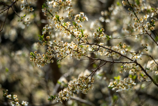 BL&Uuml;HENDER OBSTBAUM . KRIECHEN . KRIECHERL . Prunus insititia