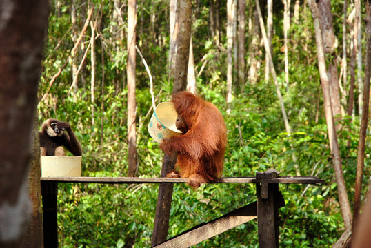 a cute baby orangutan drinking milk in a plastic bucket