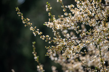 BLÜHENDER OBSTBAUM . KRIECHEN . KRIECHERL . Prunus insititia