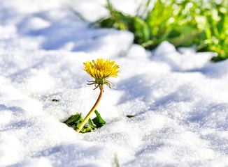 dandelion on on a fresh snow in april