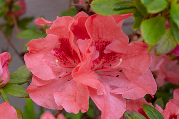 Azalea (Rhododendron) with pink salmon flowers detail