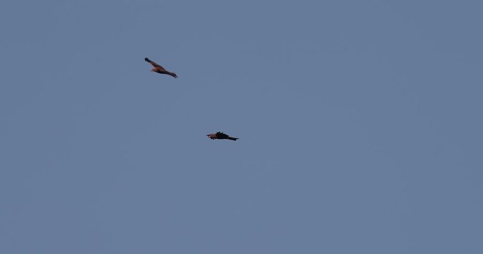 deux milans se battant dans le ciel