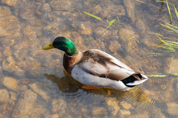 Obraz premium Top view close up of a mallard duck standing in the clear water with water drops on his head, anas platyrhynchos