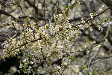 BLÜHENDER OBSTBAUM . KRIECHEN . KRIECHERL . Prunus insititia