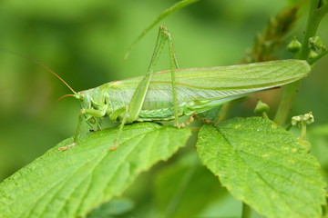 Green grasshopper sitting on the leaves
