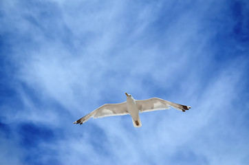 A large seagull flies against a blue sky. Sea birds close up.