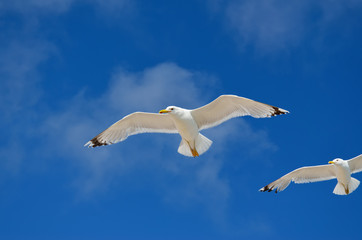 A large seagull flies against a blue sky. Sea birds close up.