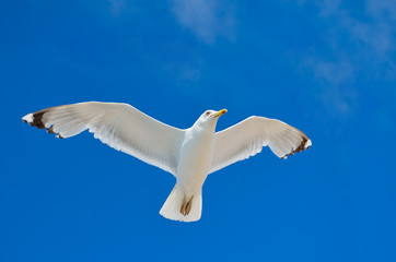 A large seagull flies against a blue sky. Sea birds close up.