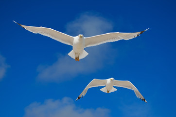 A large seagull flies against a blue sky. Sea birds close up.