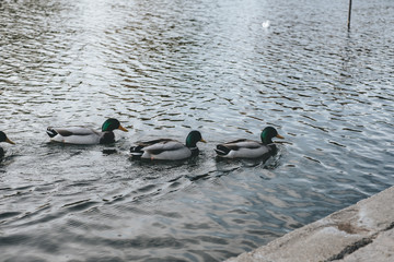 Ducks