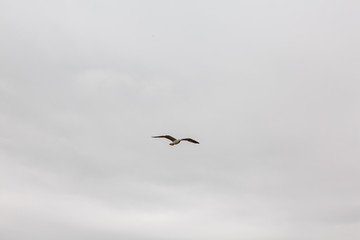 A Seagull flies over the sea shore against the blue sky