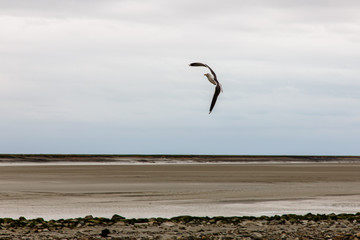 A Seagull flies over the sea shore against the blue sky